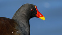 Moorhen