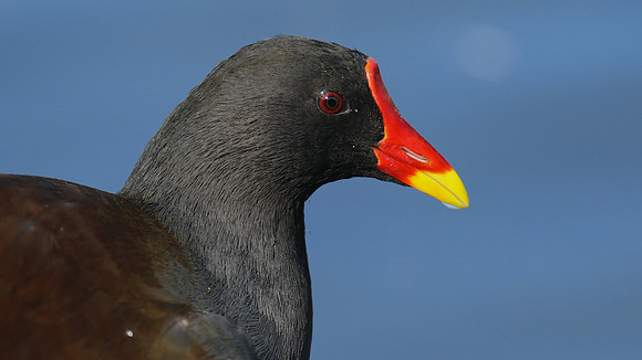 Moorhen, Slimbridge, September 2015.