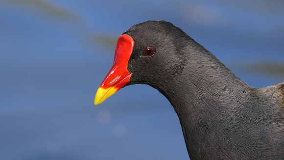 Moorhen, Slimbridge, September 2015