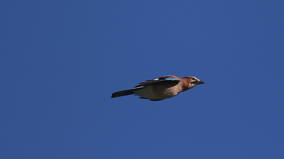 Jay, Tockington, September 2015.