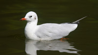 Black-headed Gull, Slimbridge, August 2014