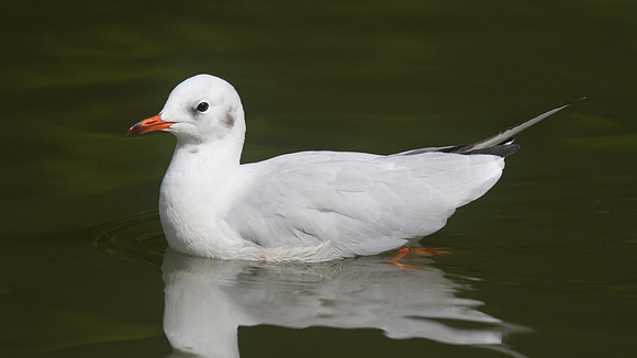 Black-headed Gull, Slimbridge, August 2014