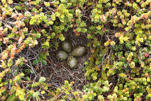 Turnstone, Ekkeroya, Norway, June 2025