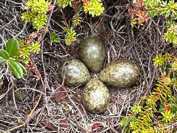 Turnstone, Ekkeroya, Norway, June 2025
