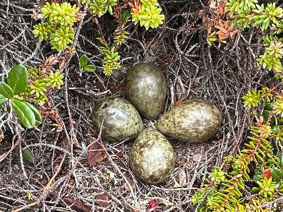 Turnstone, Ekkeroya, Norway, June 2025