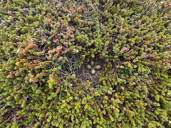 Turnstone, Ekkeroya, Norway, June 2025