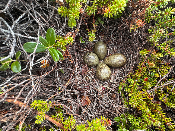 Turnstone, Ekkeroya, Norway, June 2025