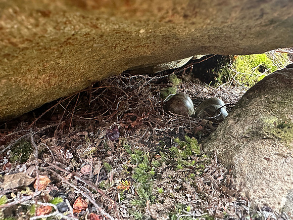 Turnstone, Ekkeroya, Norway, June 2025