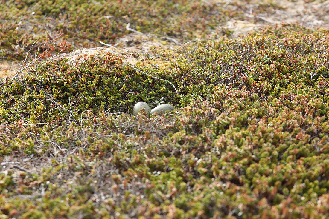Arctic Skua, Ekkeroya, Norway, June 2025
