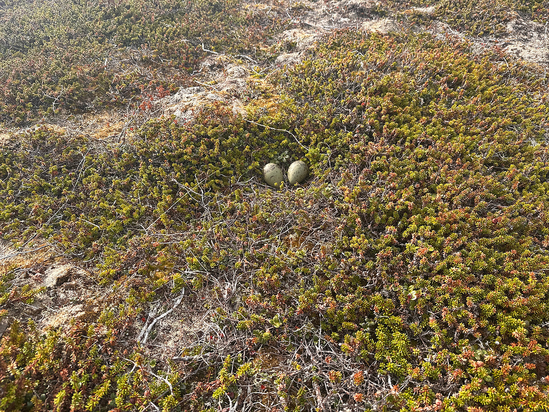 Arctic Skua, Ekkeroya, Norway, June 2025