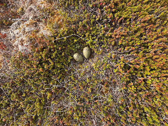 Arctic Skua, Ekkeroya, Norway, June 2025