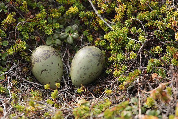 Arctic Skua, Ekkeroya, Norway, June 2025