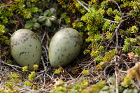 Arctic Skua, Ekkeroya, Norway, June 2025