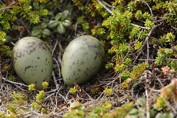 Arctic Skua, Ekkeroya, Norway, June 2025