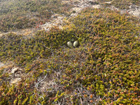 Arctic Skua, Ekkeroya, Norway, June 2025