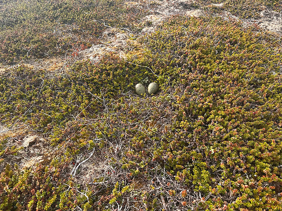 Arctic Skua, Ekkeroya, Norway, June 2025