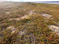 Arctic Skua, Ekkeroya, Norway, June 2025