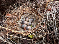 Meadow Pipit, karigasniemi, Finland, June 2025