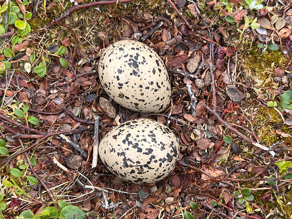 Oystercatcher, Nesseby, Norway, June 2025