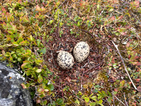 Oystercatcher, Nesseby, Norway, June 2025