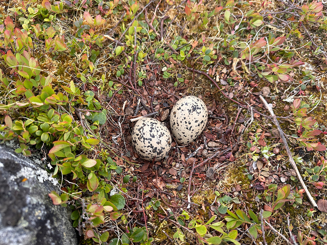 Oystercatcher, Nesseby, Norway, June 2025