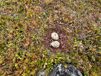 Oystercatcher, Nesseby, Norway, June 2025