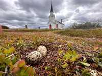 Oystercatcher, Nesseby, Norway, June 2025
