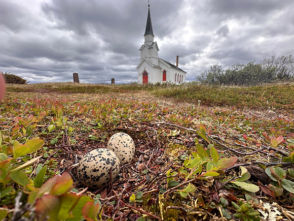 Oystercatcher, Nesseby, Norway, June 2025
