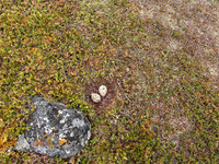 Oystercatcher, Nesseby, Norway, June 2025