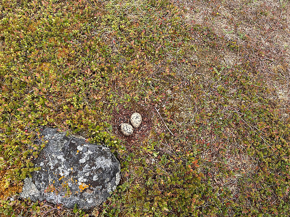 Oystercatcher, Nesseby, Norway, June 2025