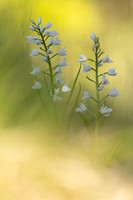 Sword-leaved Helleborine, Rodbrough Common, May 2024