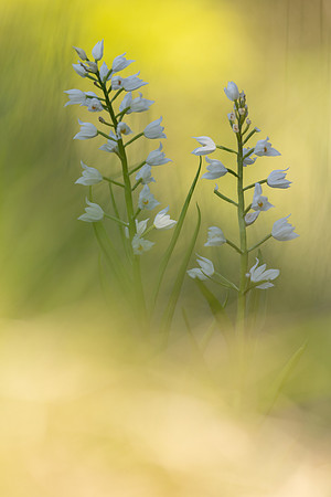 Sword-leaved Helleborine, Rodbrough Common, May 2024