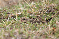 Purple Sandpiper, Raufarhofn, June 2022.