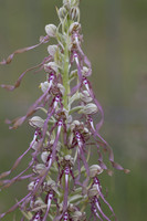 Lizard Orchid, Minchinhampton Common, June 2026