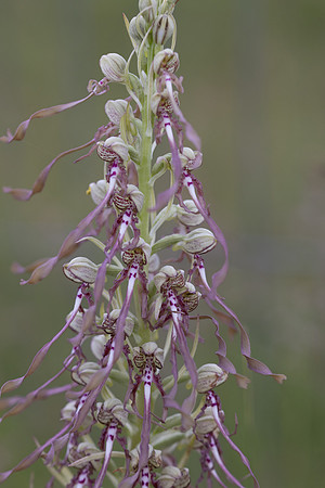 Lizard Orchid, Minchinhampton Common, June 2026