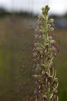 Lizard Orchid, Minchinhampton Common, June 2026
