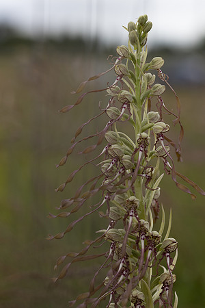 Lizard Orchid, Minchinhampton Common, June 2026