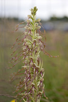 Lizard Orchid, Minchinhampton Common, June 2026