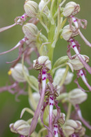Lizard Orchid