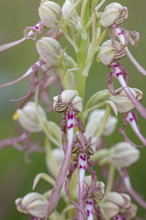 Lizard Orchid, Minchinhampton Common, June 2026