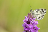 Marbled White