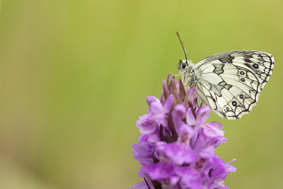 Marble White, Oldbury Power Station, June 2024.