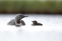 Red-throated Diver, Floi, Iceland, June 2022