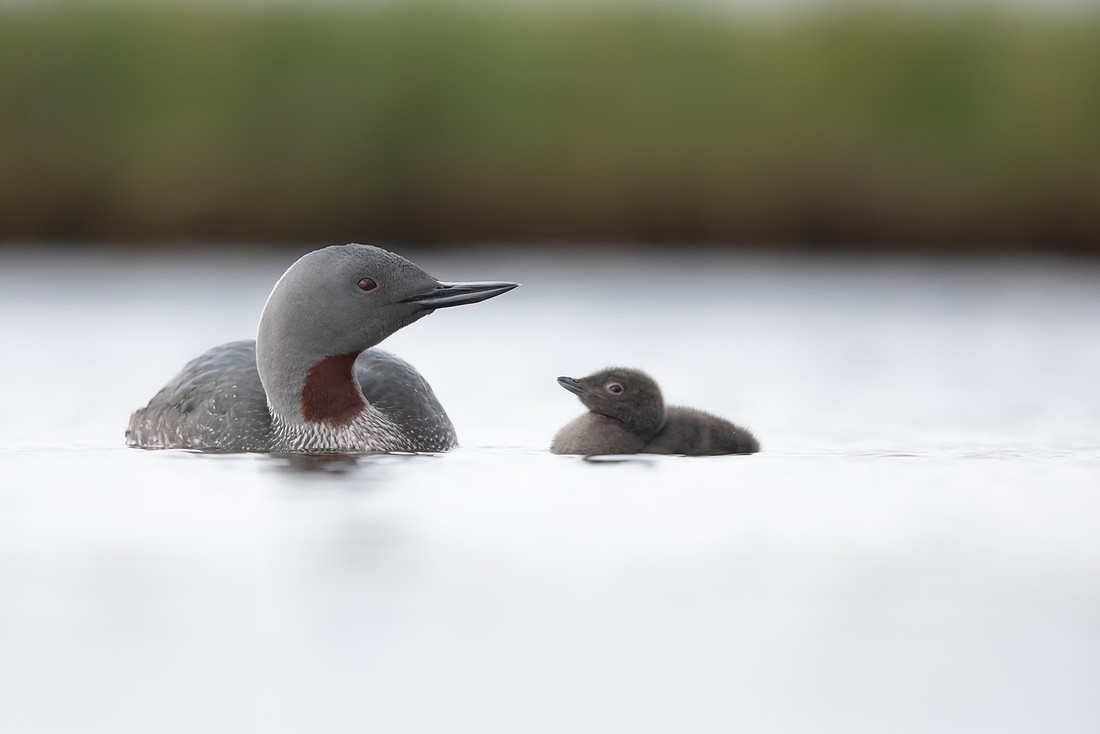 Red-throated Diver, Floi, Iceland, June 2022