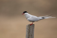 Arctic Tern, Iceland, June 2022