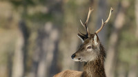 Red Deer, Cairngorms, February 2015