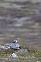 Long-tailed Skua, Áilegas fell, Finland, June 2025