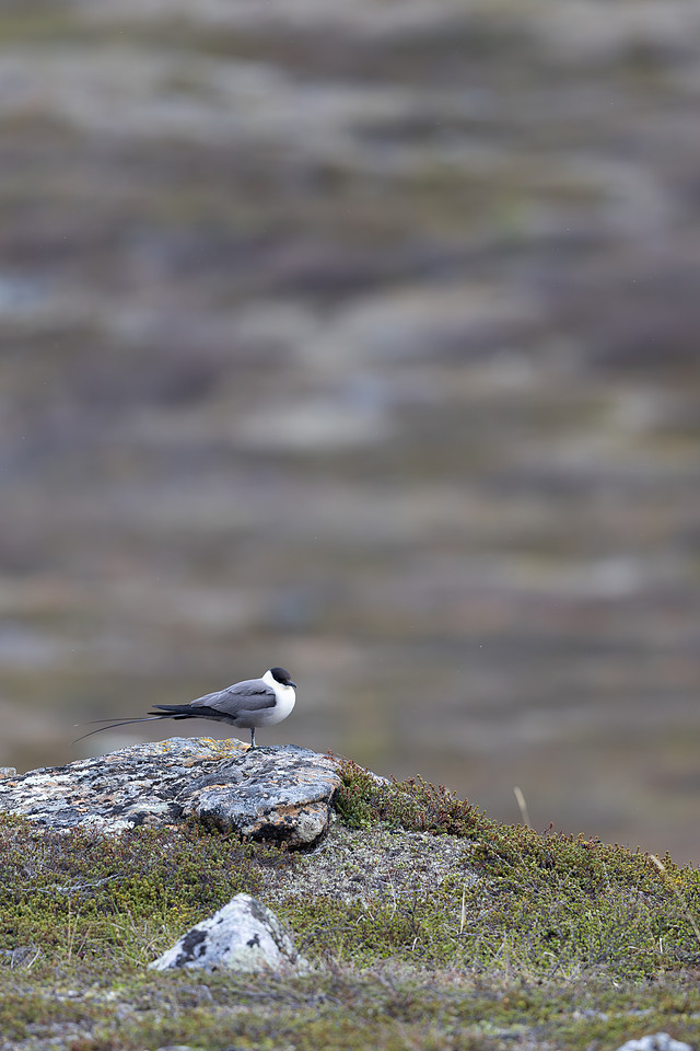 Long-tailed Skua, Áilegas fell, Finland, June 2025