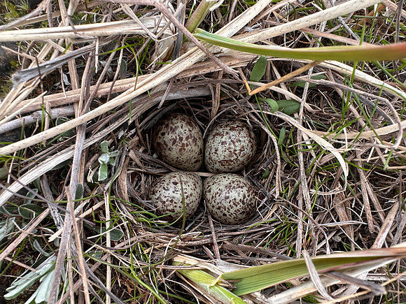 Temmincks Stint, Skallelv, Norway, June 2025