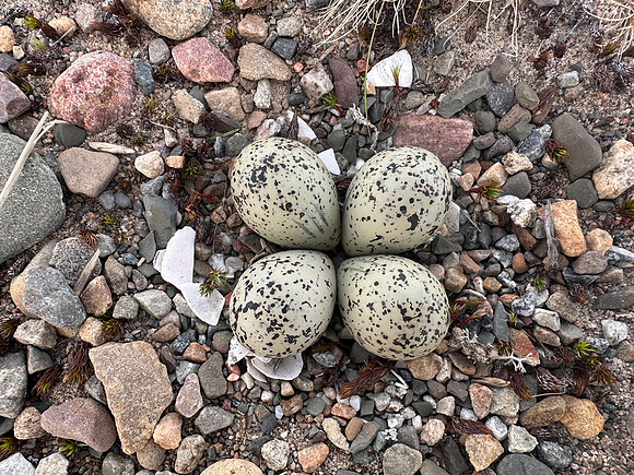Tundra Ringed Plover, Skallelv, Norway, June 2025